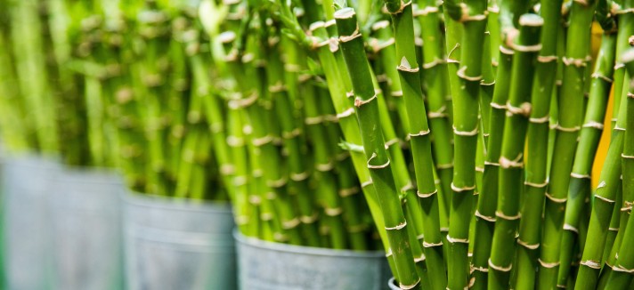 Bambu, boa energia