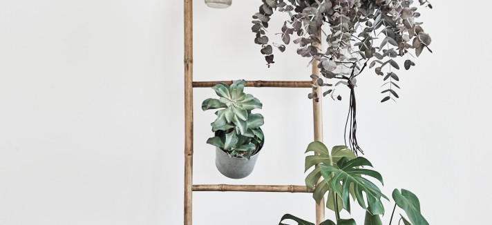 Plantas e mais plantas