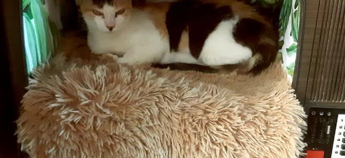  Cat Coffee Braga