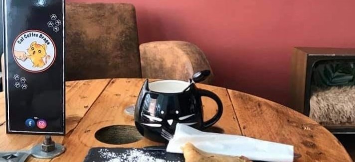 Cat Coffee Braga