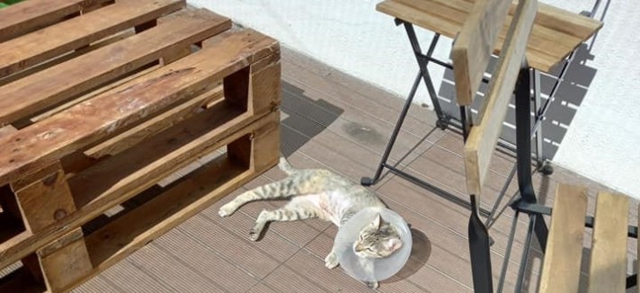  Cat Coffee Braga