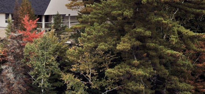 casas na floresta