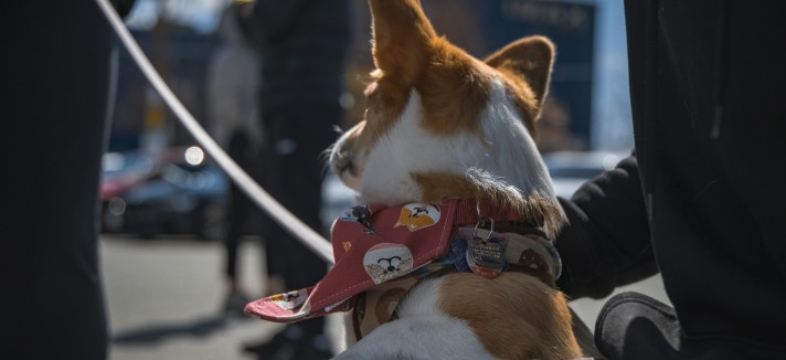 Moving to Portugal with pets