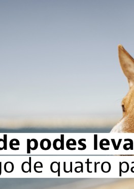 Beach for animals