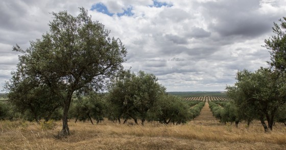 Herdade dos Machados: rendeiros levam Estado a tribunal para travar perda de terras