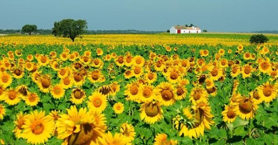 Alentejo é um dos 50 destinos a visitar em 2016, diz o The New York Times