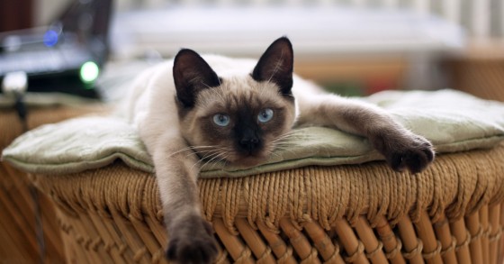 Queres arrendar casa e não consegues por causa do teu animal de estimação? O PAN quer mudar isso