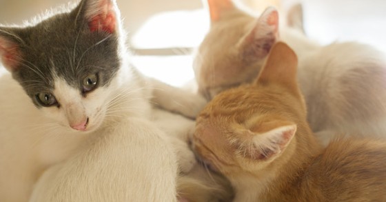 Deco Alerta: Queres levar o cão e o gato para a tua casa nova? Sabes o que diz a lei? 