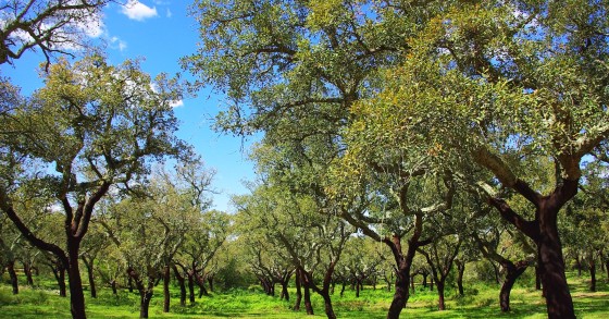 Sabes quanto vale a floresta portuguesa? 