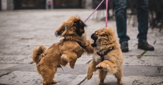 Animais de estimação já podem entrar dentro dos restaurantes