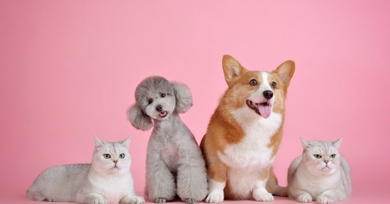 Правила проживания с животными в Португалии / Pixabay