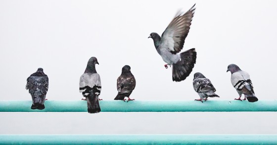O que fazer quando um vizinho tem um pombal na varanda? 