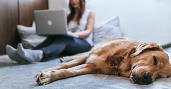 Senhorios podem (ou não) rejeitar inquilinos com animais de estimação?