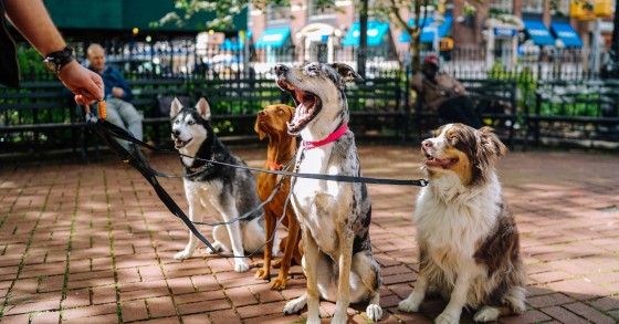 Animais de estimação - as regras para sair à rua sem violar a lei