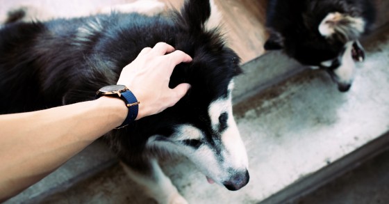 Tens animais domésticos? Há uma nova taxa de registo obrigatório e quem violar paga multa