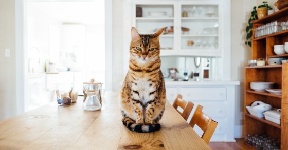Novas regras para animais de estimação hoje em vigor - associações, veterinários e freguesias torcem o nariz