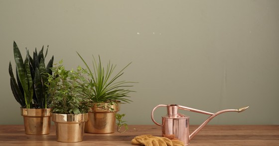 Para os amantes de plantas