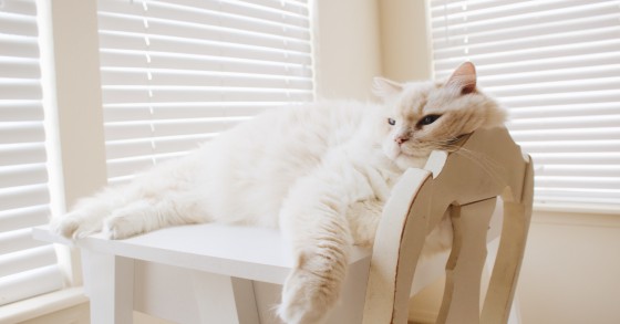 Truques para criar zonas de conforto em casa para os animais de estimação