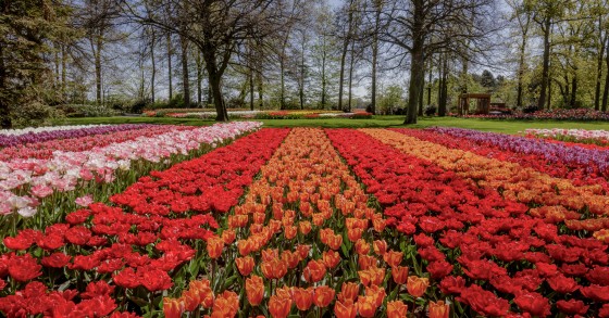 Jardins de tulipas de Keukenhof na Holanda abrem portas para uma excursão virtual incrível