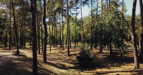 Governo prevê “renda justa” no arrendamento forçado de propriedades florestais