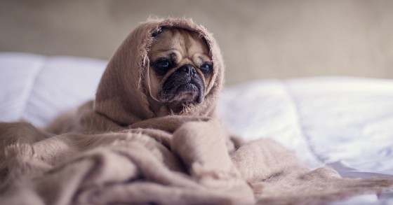 Conselhos práticos para evitar fugas de calor em casa - agora que o frio começa a apertar