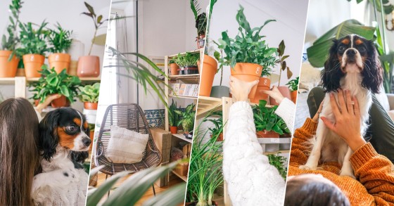 O poder das plantas e dos animais para tornar a vida melhor em casa