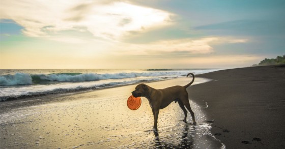 Viajar a Portugal con mascotas