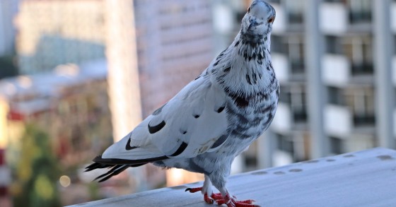 Pombos