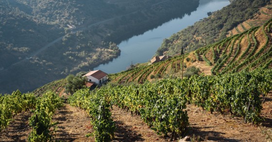 Casas no Douro