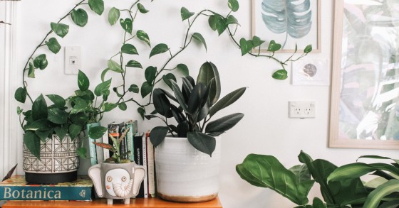 Decorar a casa com plantas