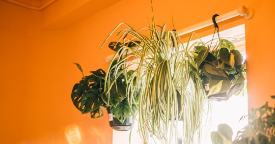 6 plantas perfeitas para ter no quarto e melhorar o sono