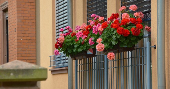 Plantas para varandas e terraços