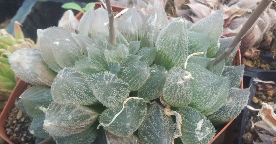 Plantas exóticas e raras para ter em casa