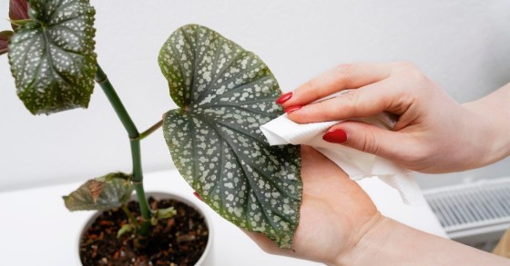 Limpar plantas naturais