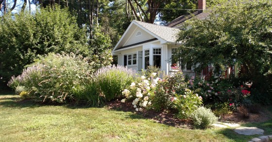 Plantas de forração