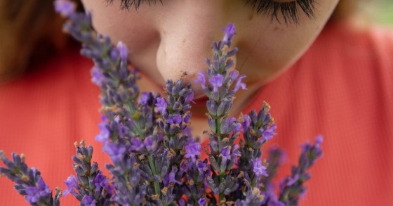 Plantas em casa que purificam o ar