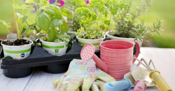 como fazer mudas de plantas