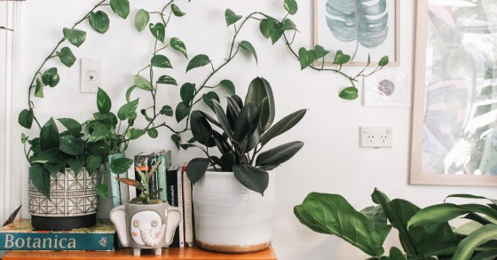 Vasos de plantas