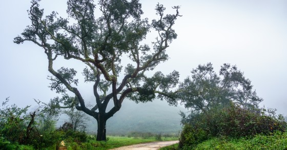 Registo de terrenos no Balcão Único do Prédio está a aumentar