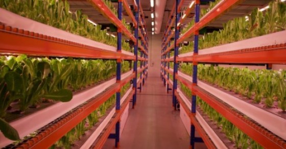 maior quinta vertical do mundo