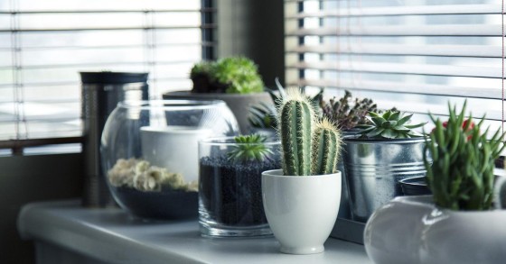 plantas verão