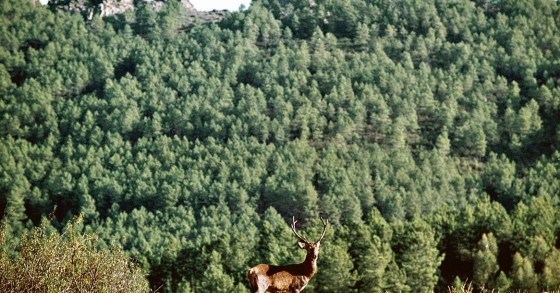 Herdades em Portugal