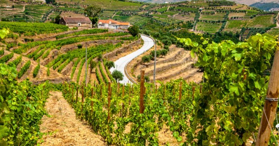 Alojamento Local no Douro