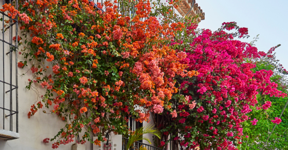 flores de outono