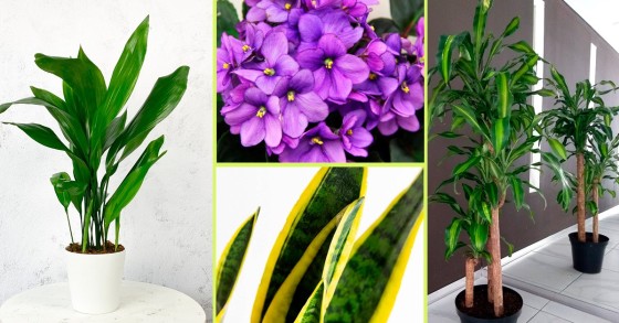 plantas de interior