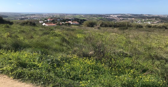 Terrenos com licença de construção aprovada