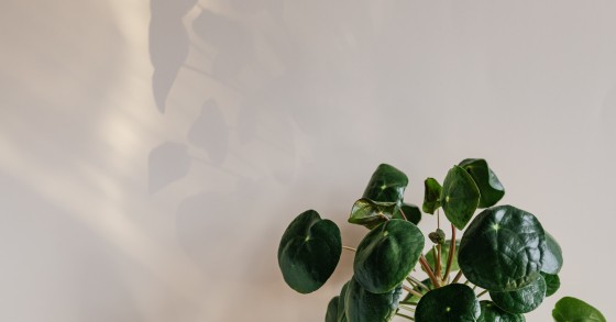 plantas de exterior