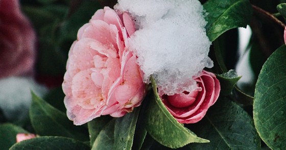 flor com neve