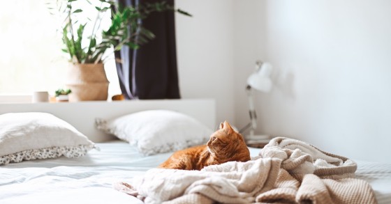 gato deitado na cama
