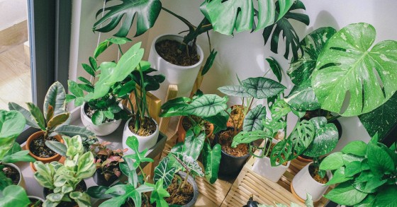 Luzes LED para plantas de casa